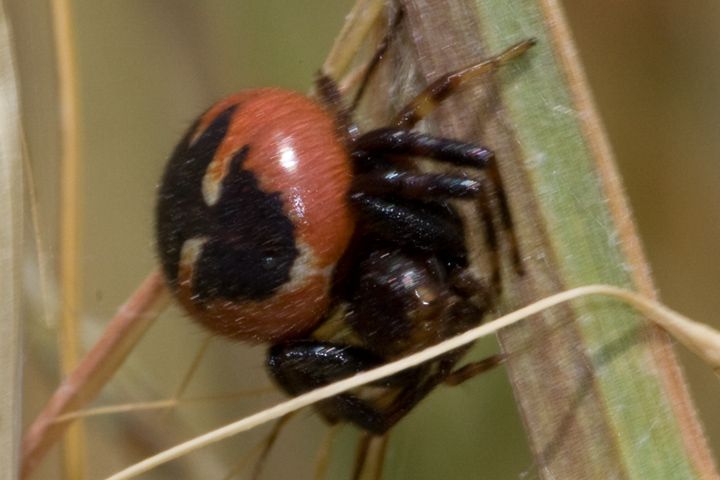 Synaema globosum